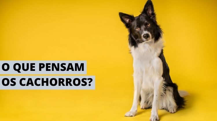 O que se passa na cabeça dos cachorros - Malcom Gladwell